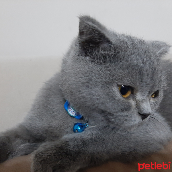 Scottish Fold, Kedi  Rafils fotoğrafı