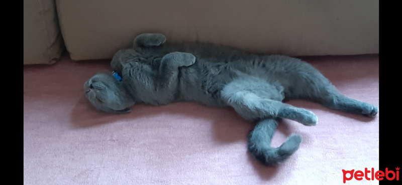 Scottish Fold, Kedi  Rafils fotoğrafı