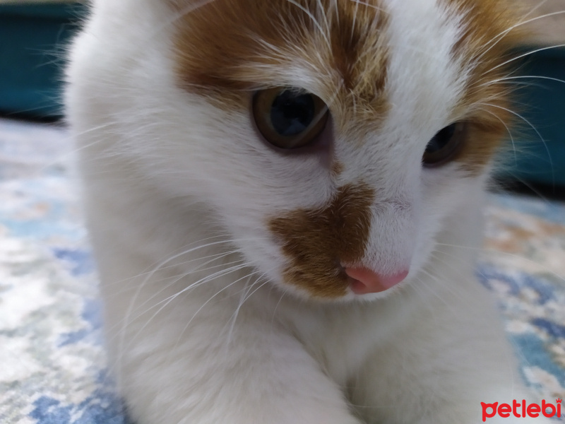 Sarman, Kedi  Pamuk fotoğrafı