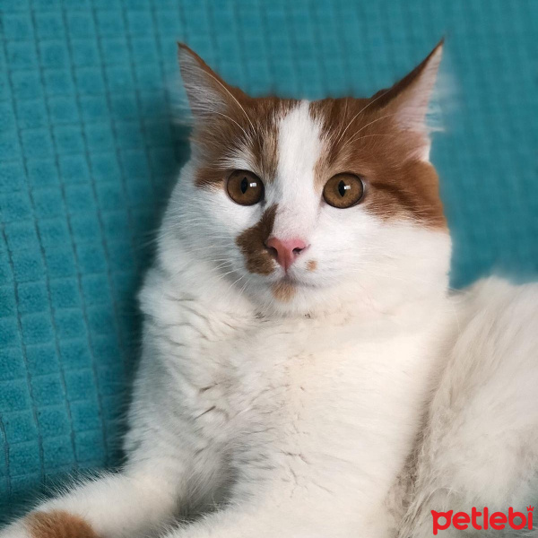 Sarman, Kedi  Pamuk fotoğrafı