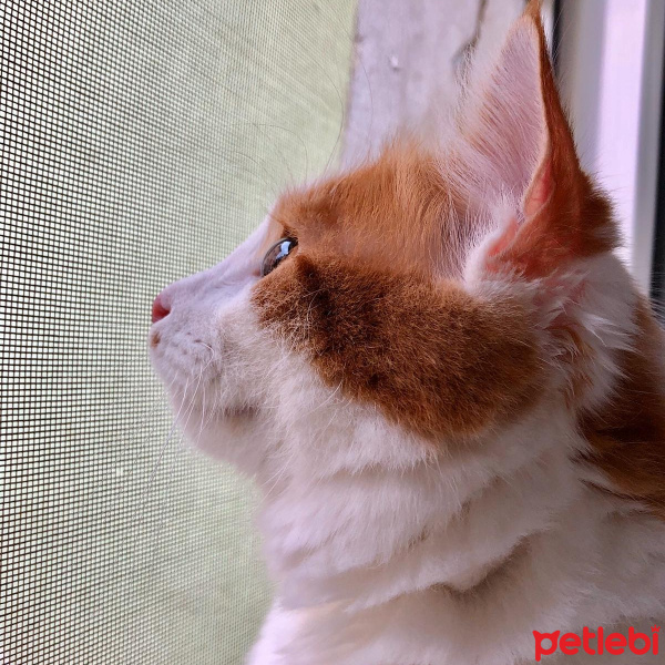 Sarman, Kedi  Pamuk fotoğrafı