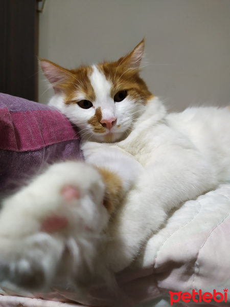 Sarman, Kedi  Pamuk fotoğrafı