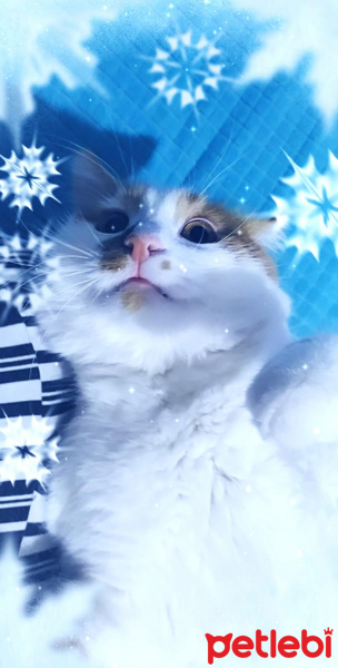 Sarman, Kedi  Pamuk fotoğrafı