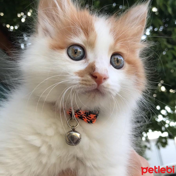 Sarman, Kedi  Pamuk fotoğrafı