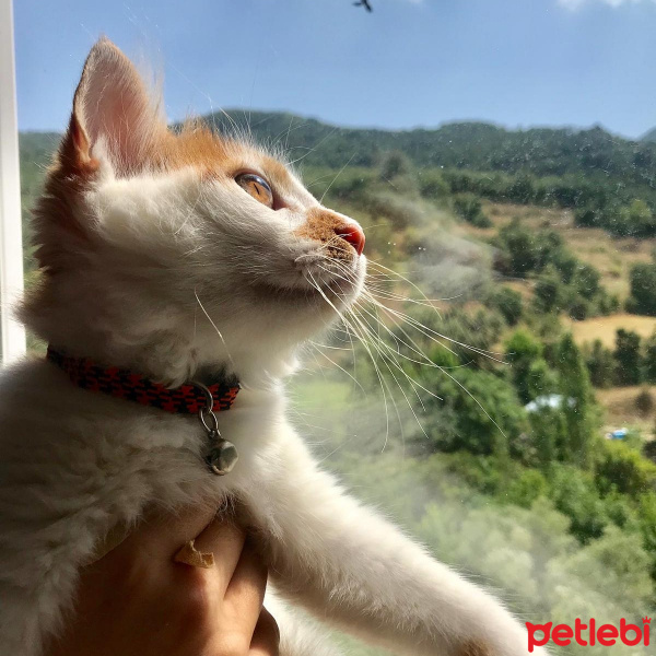 Sarman, Kedi  Pamuk fotoğrafı