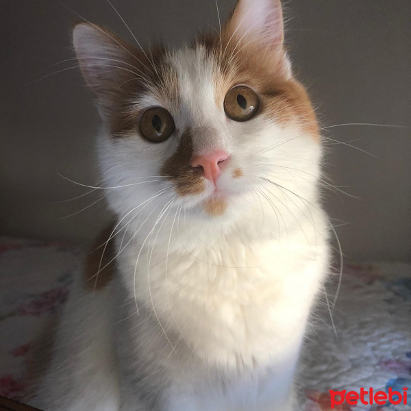 Sarman, Kedi  Pamuk fotoğrafı