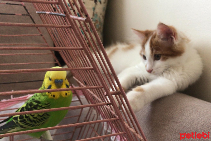 Sarman, Kedi  Pamuk fotoğrafı