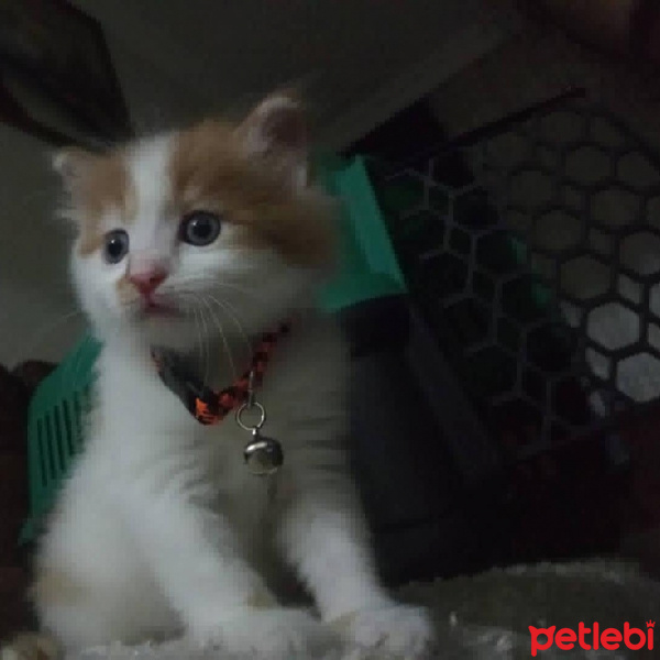 Sarman, Kedi  Pamuk fotoğrafı