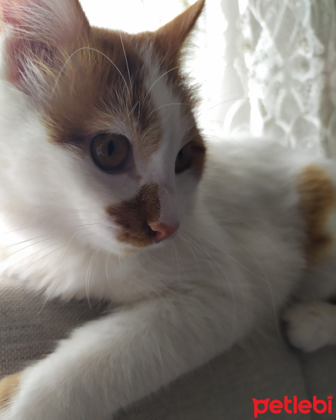 Sarman, Kedi  Pamuk fotoğrafı
