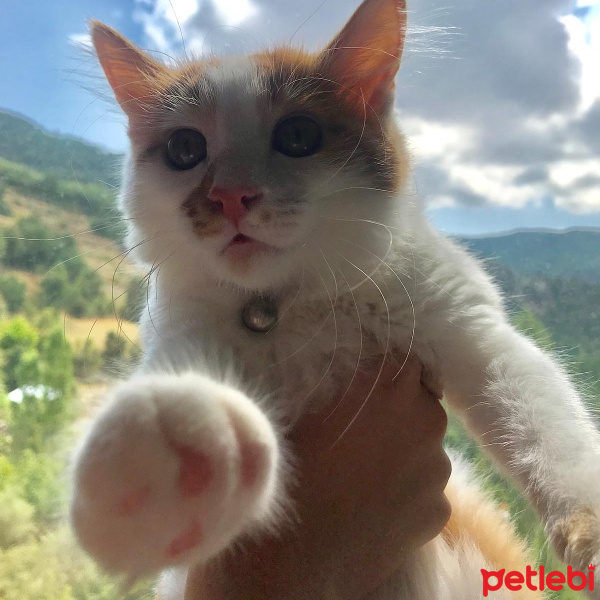 Sarman, Kedi  Pamuk fotoğrafı