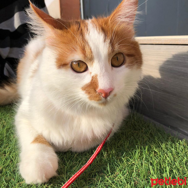 Sarman, Kedi  Pamuk fotoğrafı