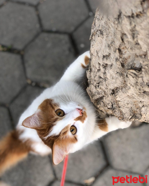 Sarman, Kedi  Pamuk fotoğrafı