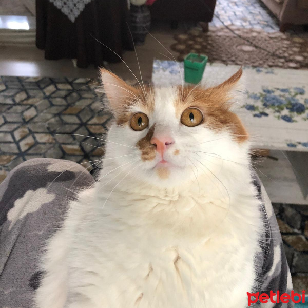 Sarman, Kedi  Pamuk fotoğrafı