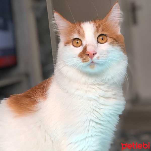 Sarman, Kedi  Pamuk fotoğrafı