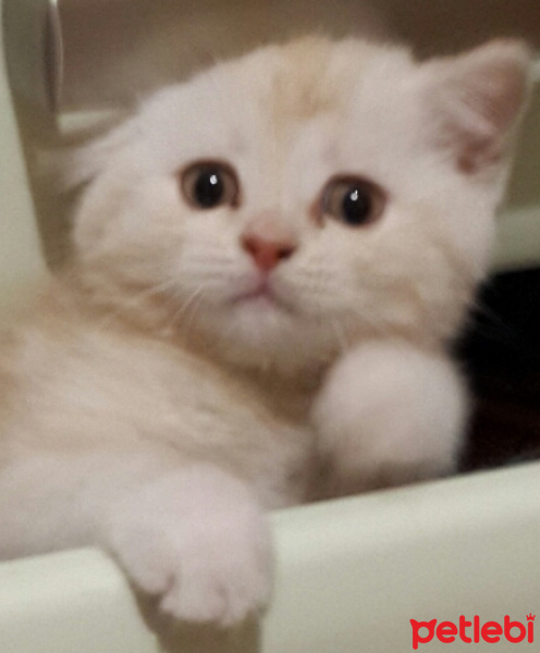 British Shorthair, Kedi  Badem fotoğrafı