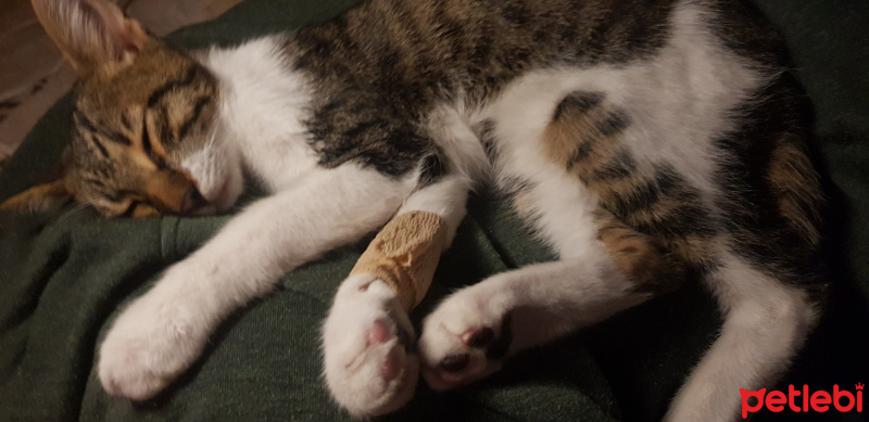 Tekir Kedi, Kedi  Mırmır fotoğrafı
