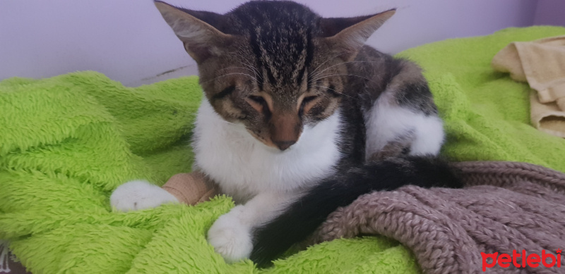 Tekir Kedi, Kedi  Mırmır fotoğrafı