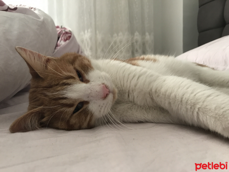 Tekir Kedi, Kedi  Haydar fotoğrafı