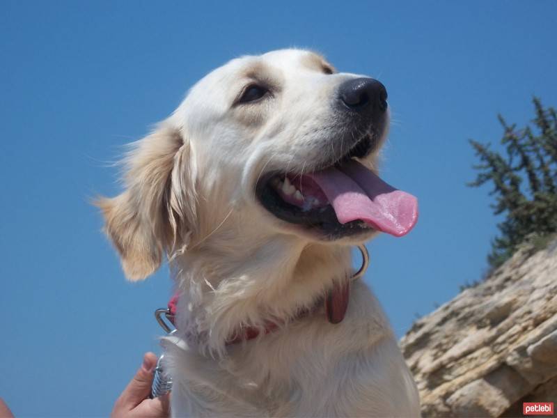 Golden Retriever, Köpek  REYNA fotoğrafı