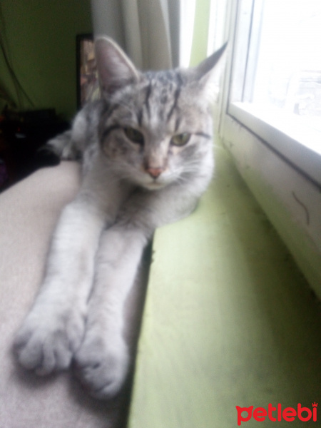 Tekir Kedi, Kedi  İsimsiz fotoğrafı