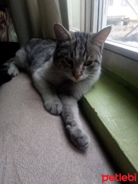 Tekir Kedi, Kedi  İsimsiz fotoğrafı