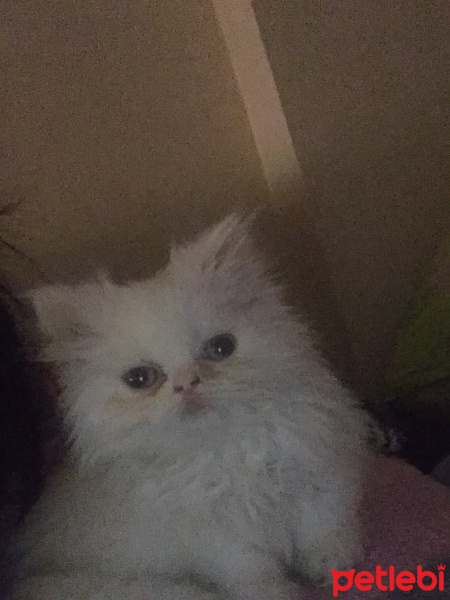 İran Kedisi (Persian), Kedi  Matmazel fotoğrafı