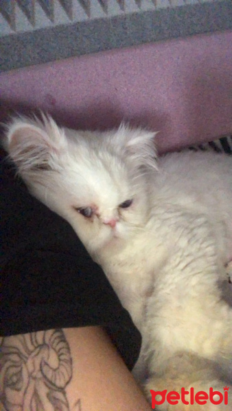 İran Kedisi (Persian), Kedi  Matmazel fotoğrafı