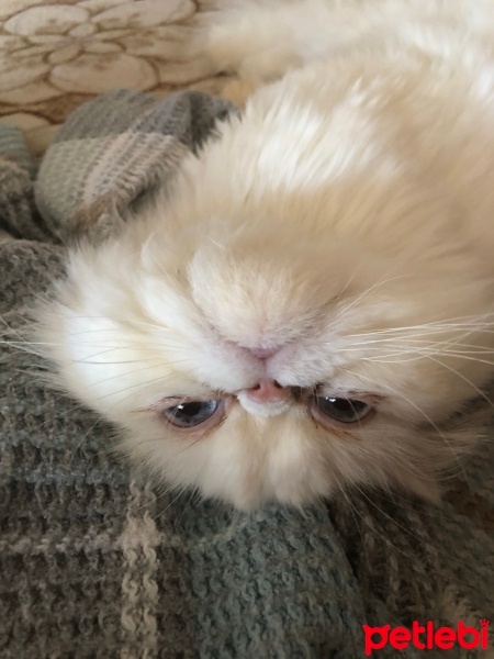 İran Kedisi (Persian), Kedi  Matmazel fotoğrafı