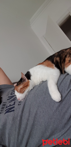 Tekir Kedi, Kedi  SUSHİ fotoğrafı