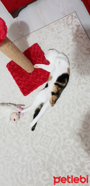 Tekir Kedi, Kedi  SUSHİ fotoğrafı