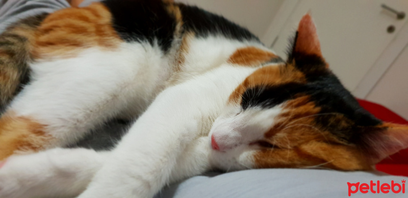 Tekir Kedi, Kedi  SUSHİ fotoğrafı