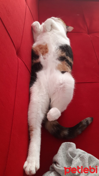 Tekir Kedi, Kedi  SUSHİ fotoğrafı