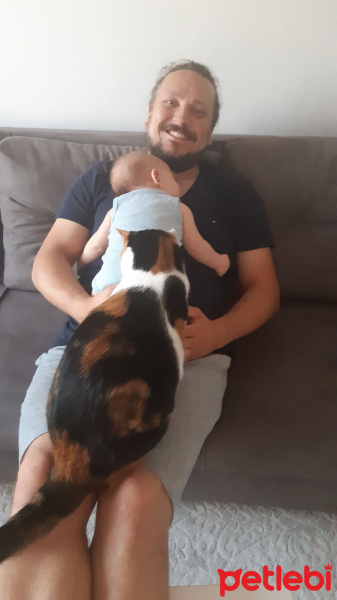 Tekir Kedi, Kedi  SUSHİ fotoğrafı