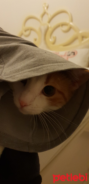 Tekir Kedi, Kedi  SUSHİ fotoğrafı