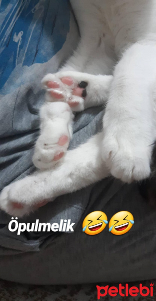 Tekir Kedi, Kedi  SUSHİ fotoğrafı