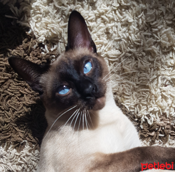 Siyam Kedisi, Kedi  Maks fotoğrafı