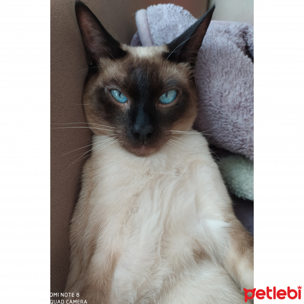 Siyam Kedisi, Kedi  Maks fotoğrafı