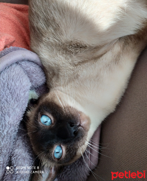Siyam Kedisi, Kedi  Maks fotoğrafı