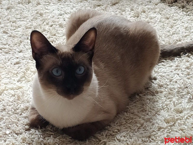 Siyam Kedisi, Kedi  Maks fotoğrafı