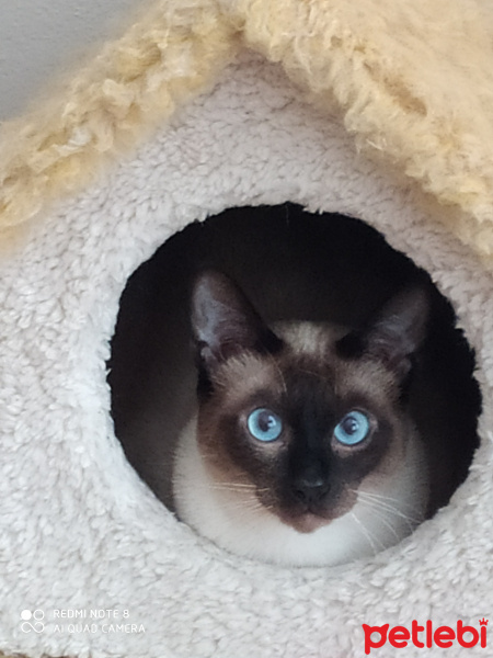Siyam Kedisi, Kedi  Maks fotoğrafı