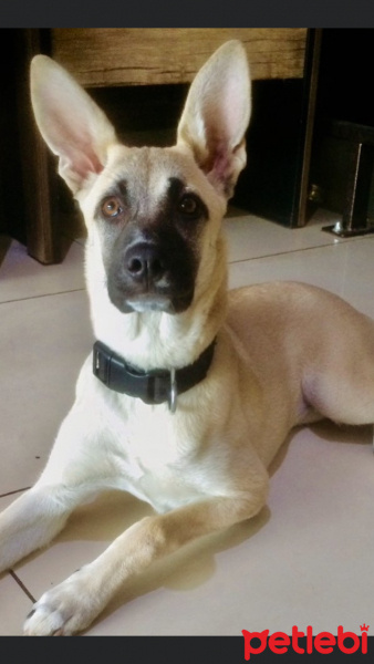 Alman Çoban Köpeği, Köpek  Lusi fotoğrafı