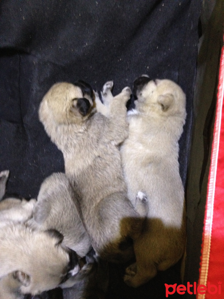 Alman Çoban Köpeği, Köpek  Lusi fotoğrafı