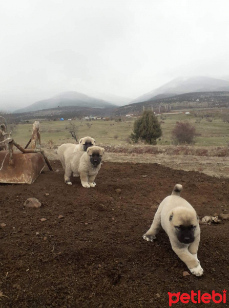 Kangal, Köpek  İsimsiz fotoğrafı