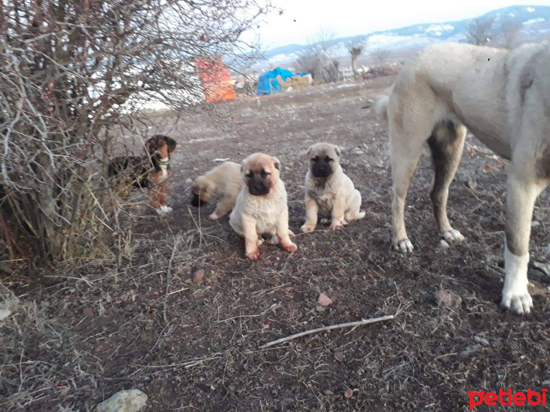 Kangal, Köpek  İsimsiz fotoğrafı