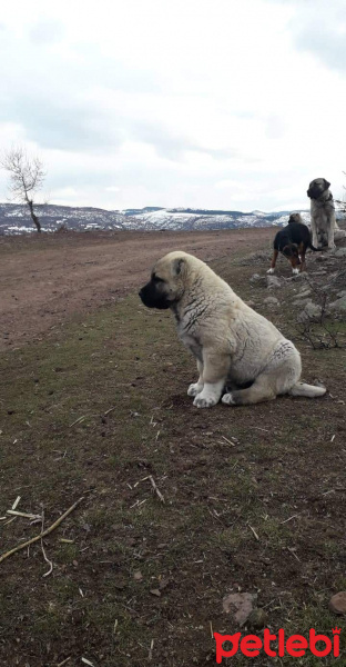 Kangal, Köpek  İsimsiz fotoğrafı