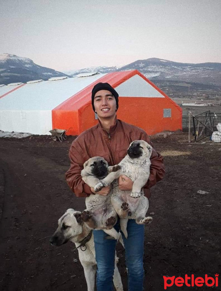 Kangal, Köpek  İsimsiz fotoğrafı