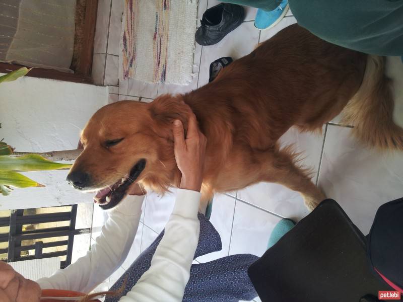 Golden Retriever, Köpek  Paşa fotoğrafı
