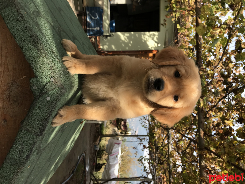 Golden Retriever, Köpek  NEFES fotoğrafı