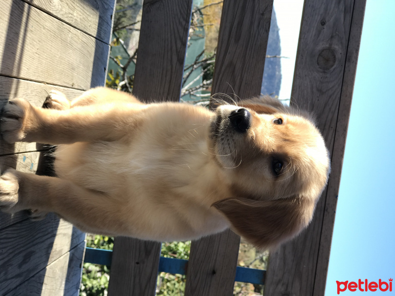 Golden Retriever, Köpek  NEFES fotoğrafı