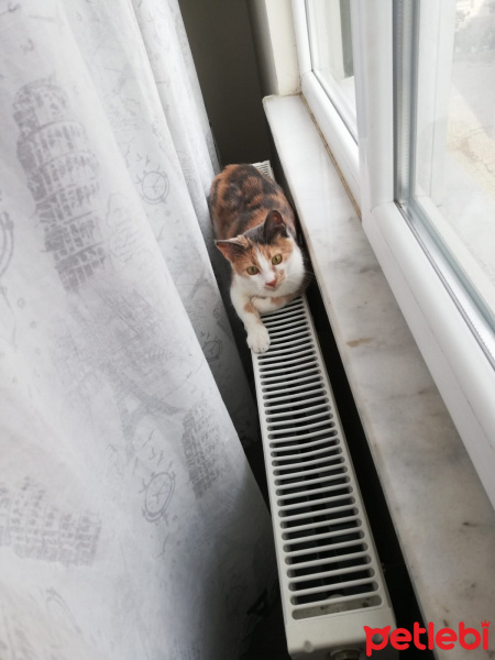 Norwegian Forest, Kedi  Mualla fotoğrafı